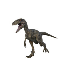 Deinonychus Dinosaur Running. 3D Illustration Isolated On White Background.