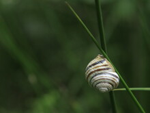 Close-up Of A Snail On The Leaf