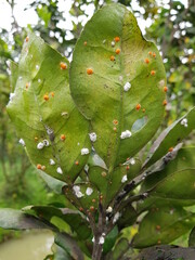 Citrus Scale insect and their enemy fungi  in Viet Nam