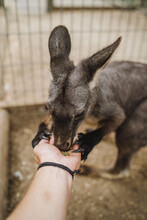 Kangaroo Eating From Hand