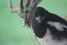 Magpie Fledgling Saying Hello