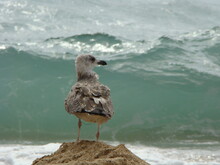 Seagull Standing On The Sand Beach Against Waves