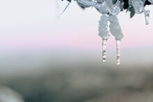 Icicle Hanging From The Snow