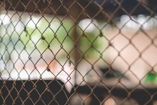 Close-up Of Chainlink Fence