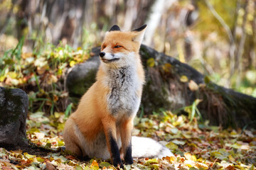 Wall Mural - fox looking out through the trees in the mystical forest in autumn