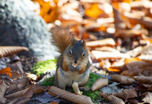 Portrait Of Squirrel On Leaves