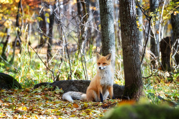 Wall Mural - fox looking out through the trees in the mystical forest in autumn