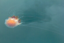Close-up Of Jellyfish In Sea