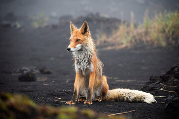 Wall Mural - Red Fox in the dark backround
