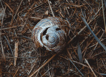 Close-up Of Broken Snail Shell House On Field In Grass