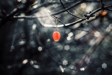 Low Angle View Of Red Berry Hanging From Tree