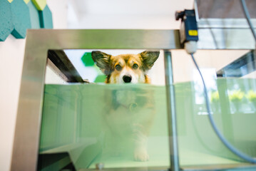 Welsh corgi pembroke dog walking on water treadmill