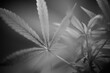 Cannabis Pflanze, Schwarzweiss