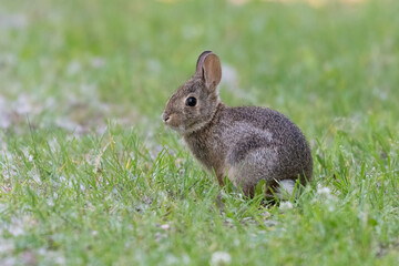 Wall Mural - Eastern cottontail rabbit early morning on dewy grass in summer, Ottawa, Ontario, Canada