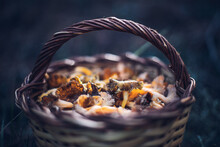 Close-up Of Mushrooms In Basket