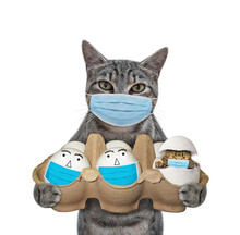 A Gray Cat In A Face Mask Holds A Carton Package Of Eggs. A Kitten Hatched From One Of Them. White Background. Isolated.