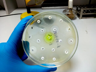 Wall Mural - Antimicrobial susceptibility testing in petri dish. Antibiotic resistance of bacteria