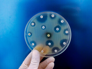 Sticker - Antimicrobial susceptibility testing in petri dish. Antibiotic resistance of bacteria