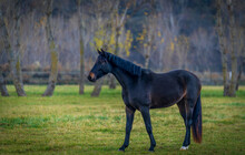 Black Horses Posing And Grazing By The Meadows In Spring.