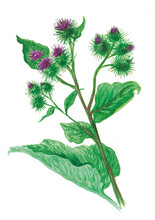 Watercolor Illustration Of Medicinal Plants, Botanical Illustration Of Medicinal Plants, Common Burdock, Flowering Burdock