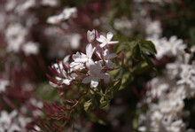 Flowering Jasminum Officinale, The Common Jasmine Natural Macro Floral Background
