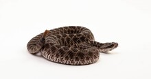 Massasuaga Rattlesnake In Defensive Position Rattles Tail - Side Profile - Isolated On White Background