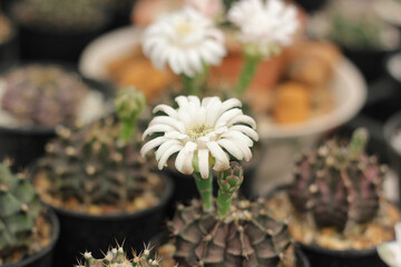 Wall Mural - close up beautiful white flower of cactus. cactus flowers blooming.