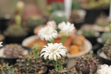 Wall Mural - close up beautiful white flower of cactus. cactus flowers blooming.