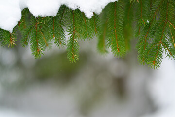 Wall Mural - Branches of a Christmas tree with snow. Blurred forest background.