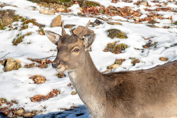 Wall Mural - Close-up of a young fallow deer buck in winter
