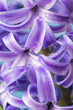 Flower hyacinth violet close-up
