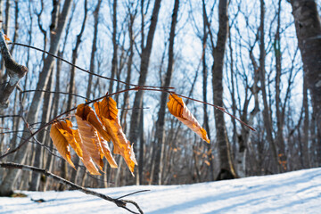 Wall Mural - Yellow dry leaves on a branch in a winter forest