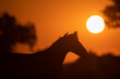 Horse in the pasture at sunset. Golden hour. Beautiful sunset or sunrise and horse.