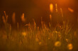 Field flower and grass on a green meadow in spring or summer evening in sunset, golden hour
