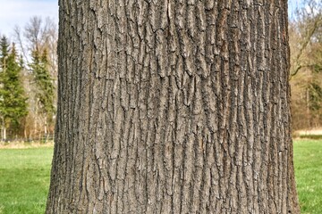 The trunk of a mighty oak.