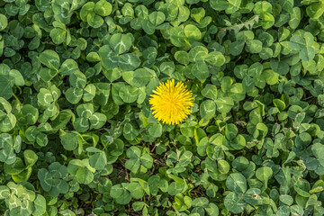 dandelion flower between the clover