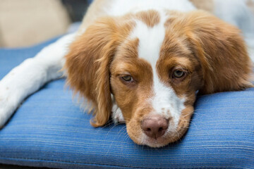 Sticker - Issaquah, Washington State, USA. Close-up of a two month old Brittany Spaniel reclining on a patio chair. 