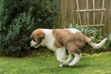 Sticker - Renton, Washington State, USA. Three month old Saint Bernard puppy chasing after a thrown toy in his yard. 