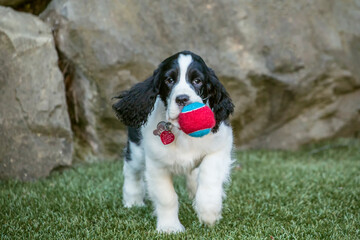 Sticker - Issaquah, Washington State, USA. Two month old Springer Spaniel puppy playing with a tennis ball. 