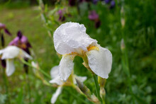 Close-up Of A Flower Of Bearded Iris (Iris Germanica) With Rain Drops On Blurred Green Natural Background. White Iris Flowers Are Growing In A Garden.