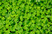 Green Clovers Leaves Field Background (Oxalis Pes-caprae).