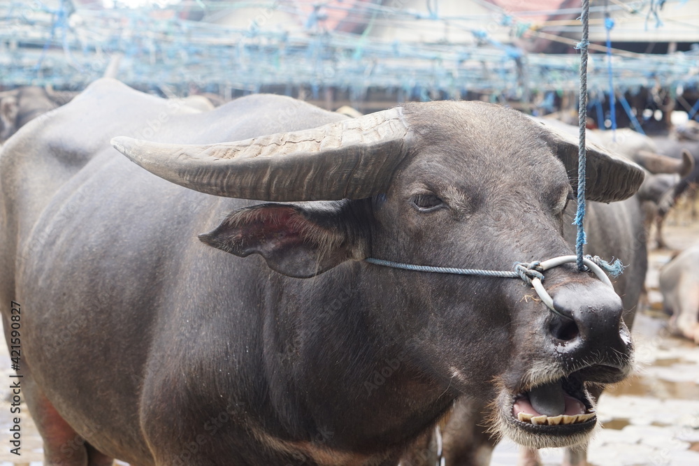Buffalo are sold in animal traditional market at Bolu, North Toraja ...