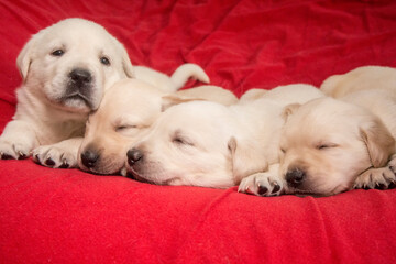 Wall Mural - Litter of one month old Yellow Labrador puppies. 