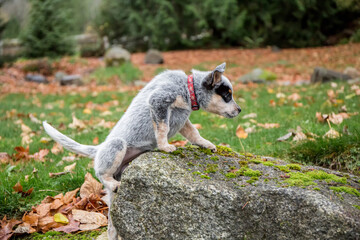 Wall Mural - Issaquah, Washington State, USA. Ten week old Australian Cattledog puppy struggling to climb on top of a rock. 