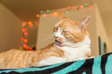 Wall Mural - Kia, a domestic short-hair cat, diligently grooming himself. 