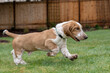 Renton, Washington State, USA. Five month old Basset Hound puppy running in his yard. 
