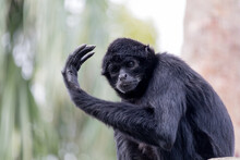 Close-up Of Spider Monkey Looking