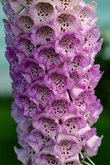 Wall Mural - Bremerton, Washington State, purple foxglove flowers