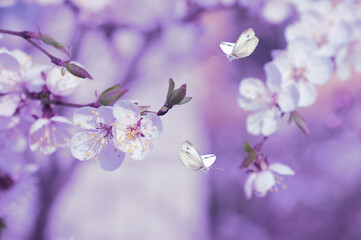 Wall Mural - spring background, branch of blossoming cherry on a lilac background, butterflies fly around cherry blossoms