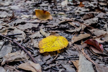 Yellow Leaf On Trail
